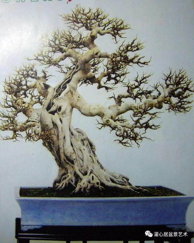 岭南盆景结顶的9个方法