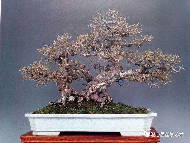 岭南盆景结顶的9个方法