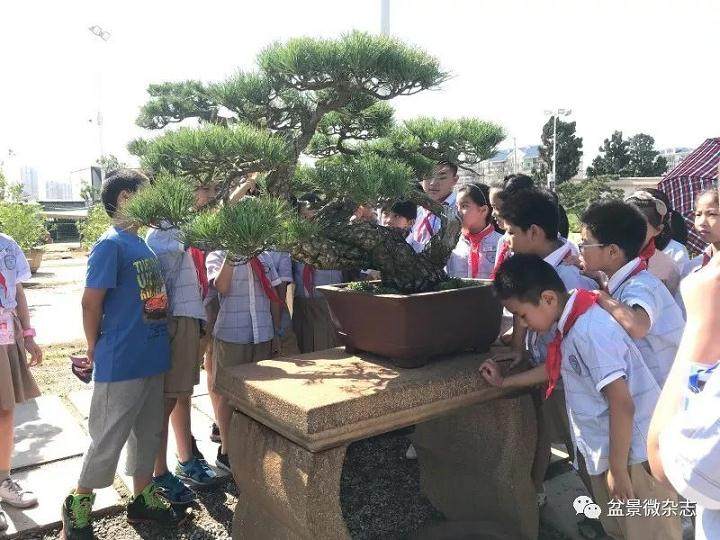 我参加了学校组织的小记者活动-走进鸿江盆景