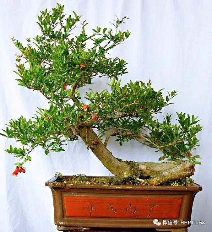 制作斜干式盆景的3个要点