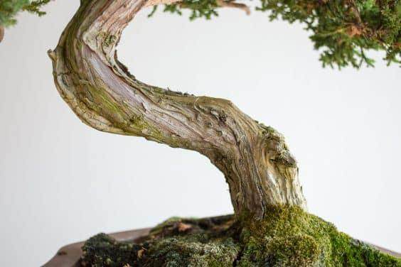 在清理盆景之前 - 很难从枯木中辨别生命线