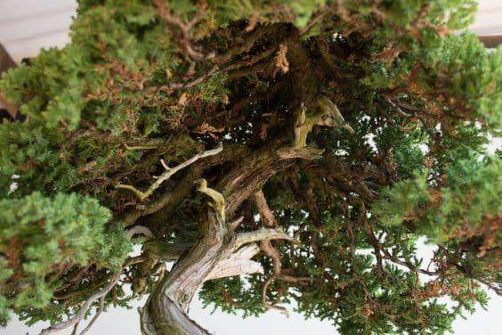 死梢和绿色枯枝落叶