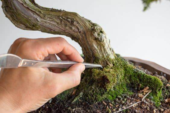 开始去除盆景青苔