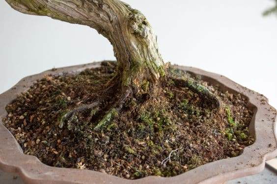 去除盆景苔藓后