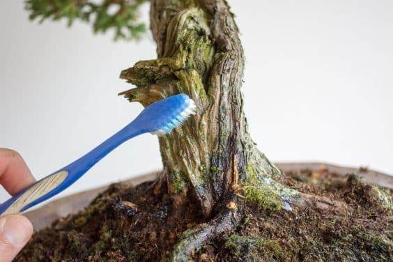 用牙刷清洗盆景的朽木