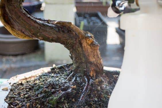 在枯木上炸开堆积物