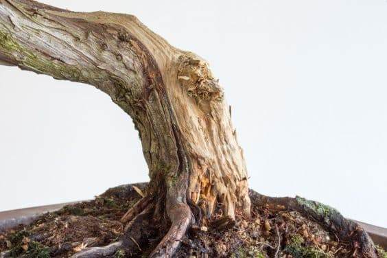 用点枪清理死木后