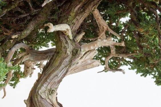 图解 如何做好盆景展览前的清理工作