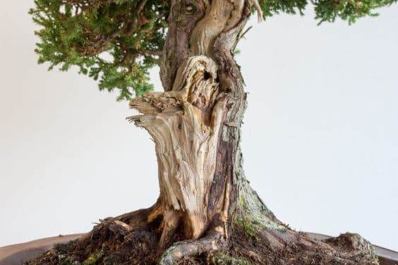 图解 如何做好盆景展览前的清理工作