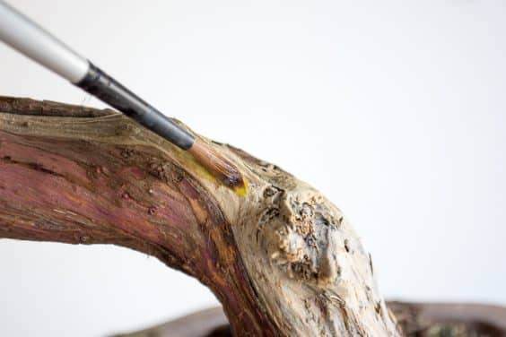 用刷子在盆景枝干上涂抹石灰