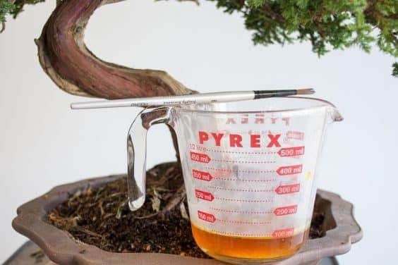 对盆景使用石硫合剂