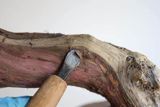 图解 如何做好盆景展览前的清理工作