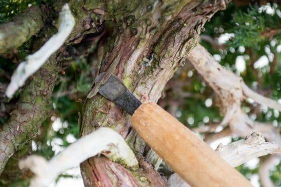 图解 如何做好盆景展览前的清理工作