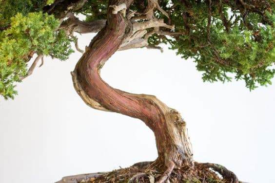 给盆景清理死木和生命线之后