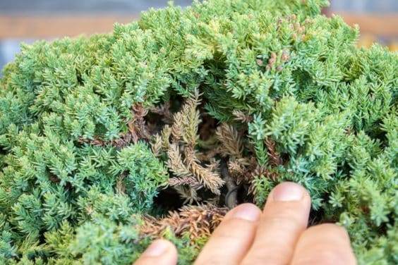 盆景内部的死笋