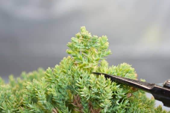 修剪盆景的长枝