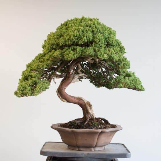 盆景修剪和去除向下生长的芽之后