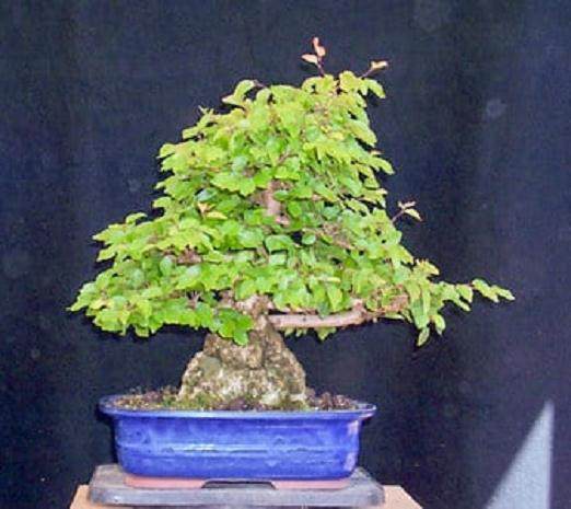 韩国鹅耳枥盆景