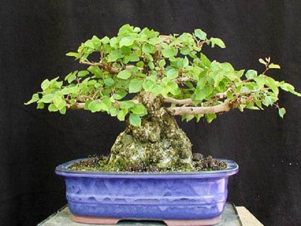 盆景去除顶点后