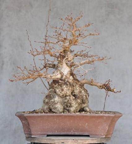 图解 10年来制作韩国鹅耳枥盆景的过程