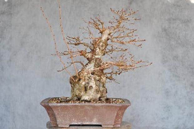 牺牲盆景枝条愈合伤口