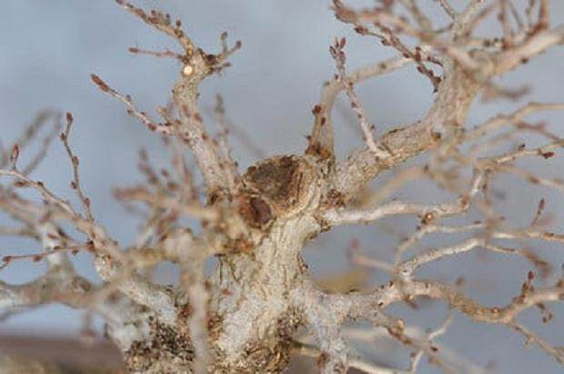 图解 10年来制作韩国鹅耳枥盆景的过程