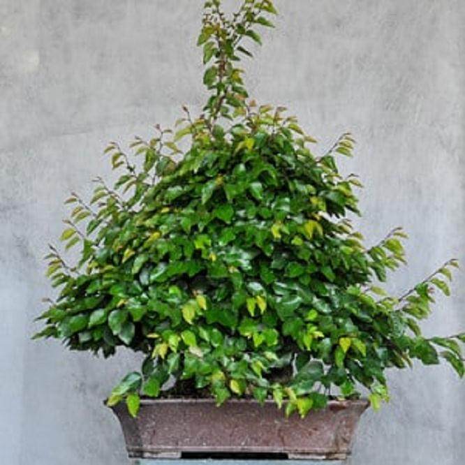 图解 10年来制作韩国鹅耳枥盆景的过程