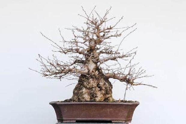 图解 10年来制作韩国鹅耳枥盆景的过程