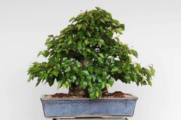 图解 10年来制作韩国鹅耳枥盆景的过程