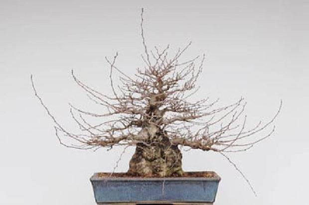 图解 10年来制作韩国鹅耳枥盆景的过程
