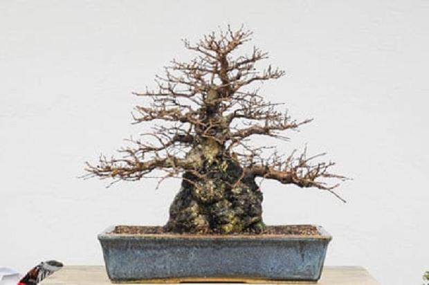 图解 10年来制作韩国鹅耳枥盆景的过程
