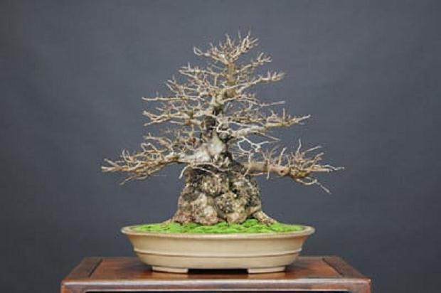 正如湾岛盆景 2011年第12届年度展会上展示的那样