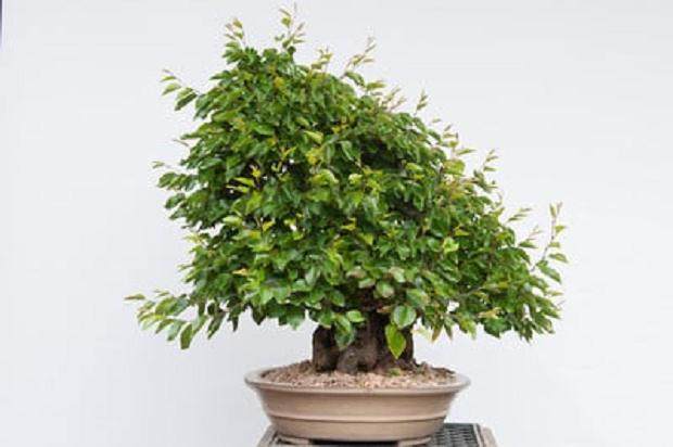 图解 10年来制作韩国鹅耳枥盆景的过程