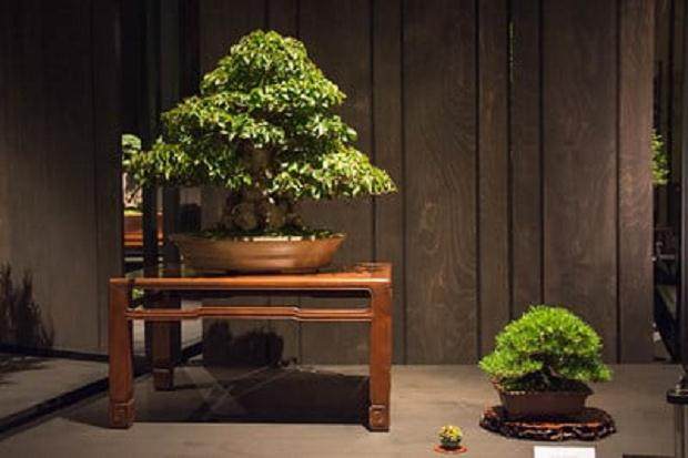 图解 10年来制作韩国鹅耳枥盆景的过程