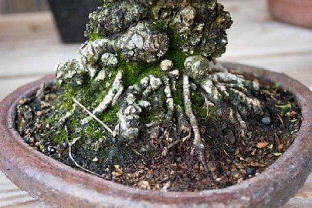 图解 论盆景根部对盆景养护的重要性