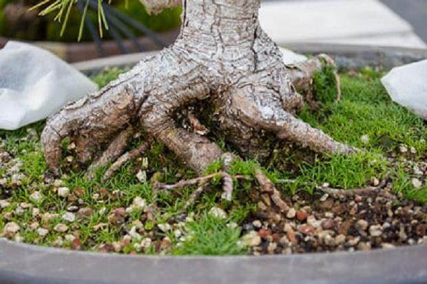 图解 论盆景根部对盆景养护的重要性