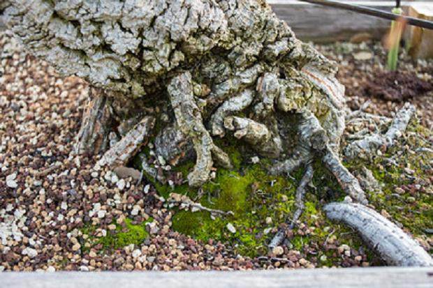 图解 论盆景根部对盆景养护的重要性