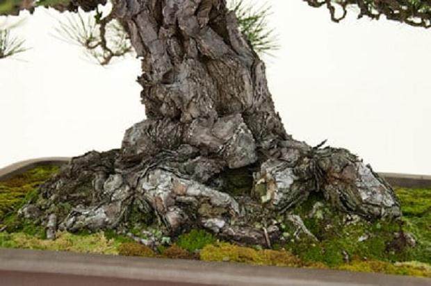 黑松盆景的表面老化的树皮