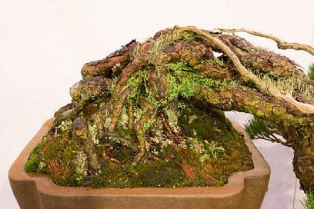 表面的根与地衣在白松