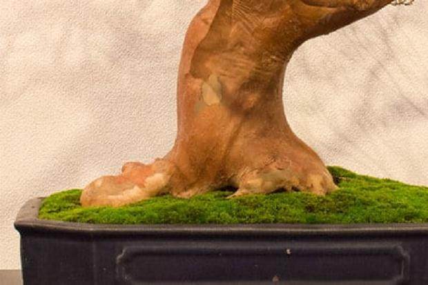 斯图尔特尼盆景大指关节