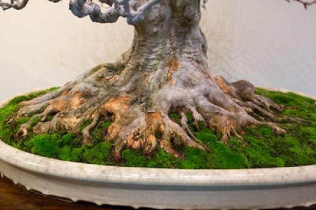 在三叉戟枫树盆景的表面根源