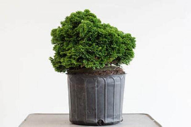 密集的叶子 - 矮小的桧木