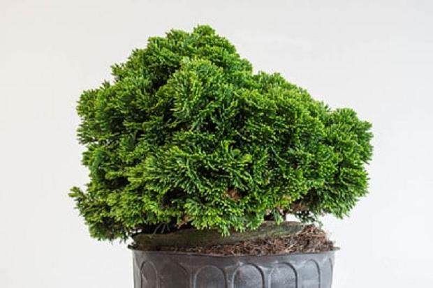 健康的扁柏盆景