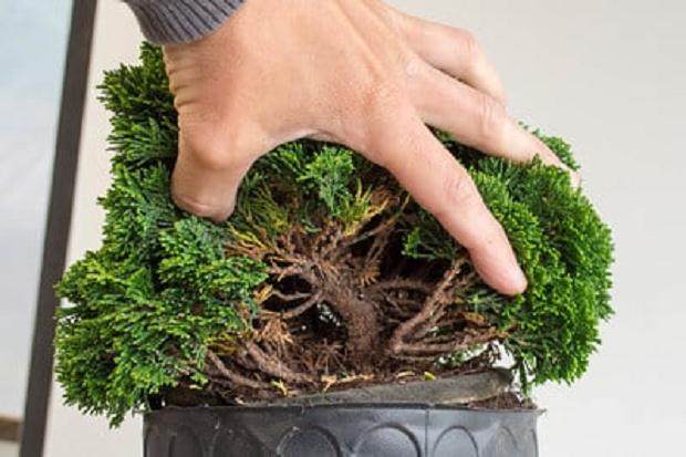 树叶分开 - 树干露出