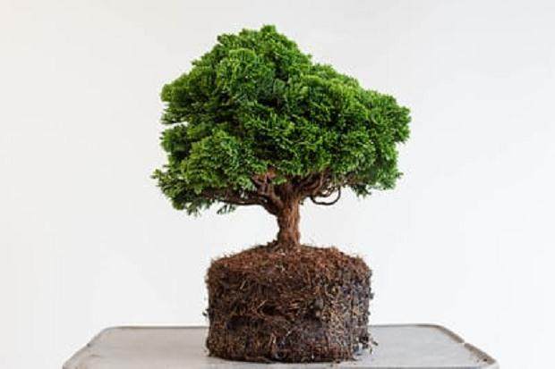 定位表面根部之后