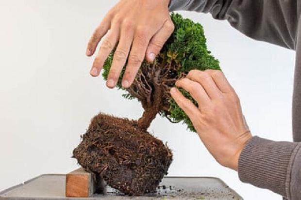 潜在的未来种植角度