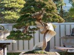 欣赏日本朋友木村的真柏盆景