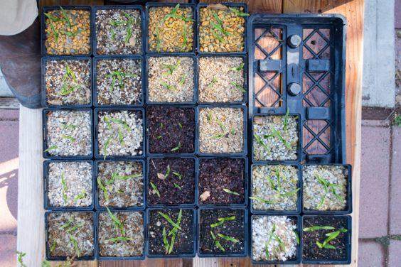 可能 - 一个月后,兰花看起来很相似