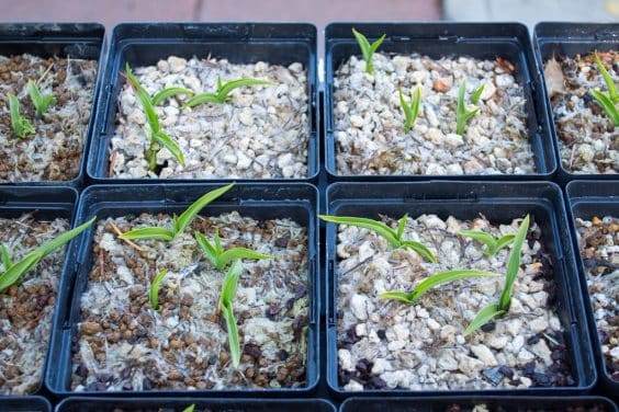 叶子的特写镜头