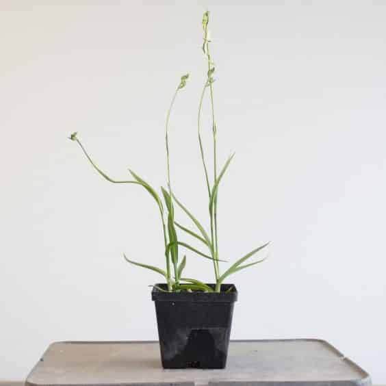 在鹿沼市种植起重机兰花 - 最健康的一群